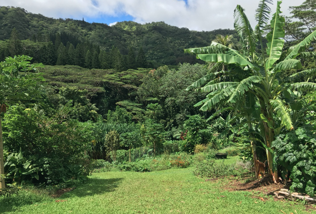 Growing Deep Roots in Kalihi Valley - Center for Care Innovations